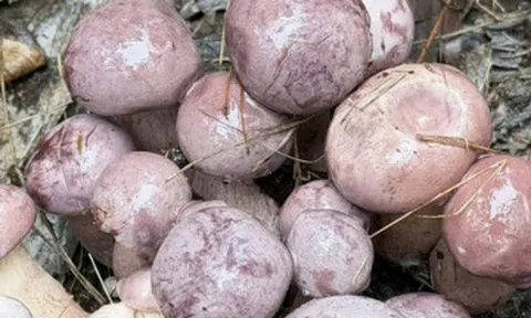 Sản vật trời ban, đổi màu thần tốc, có tiền cũng khó mua ở Phú Quốc