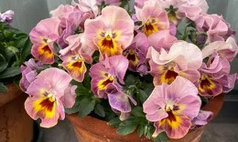 5 loài hoa nở 200 ngày mỗi năm, không biết mệt là gì: Đẹp hơn hoa hồng, thơm hơn mộc hương, chăm cực dễ