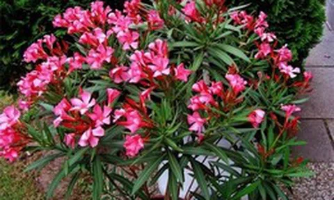 Ông bà dặn: Tuy rất đẹp nhưng đừng dại mà trồng 3 loài cây này trong nhà, vừa xui rủi, vừa ảnh hưởng sức khỏe