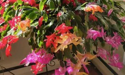 5 loài cây sống lâu hơn cả người, càng già càng lộ ra sự quý giá, bảo vệ gia đình, giữ lộc 3 đời con cháu