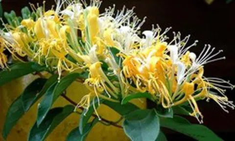 Loài cây trồng phòng khách xanh mướt quanh năm, hễ nở hoa còn là "điềm lành hiếm gặp", tài lộc đỉnh cao