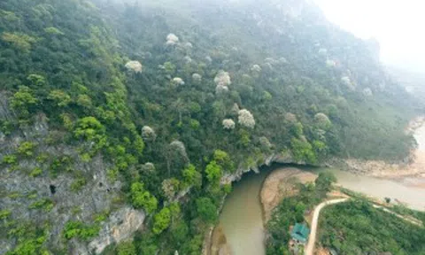 Hoa thàn mát nở trắng sườn núi Thanh Hóa, đẹp như "biển mây" giữa đại ngàn