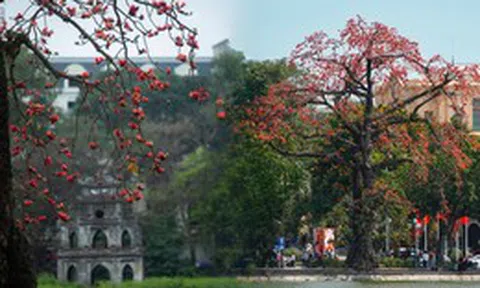 Ngắm "cụ gạo" trăm tuổi rực rỡ góc trời Hà Nội: Ký ức tuổi thơ quen thuộc của bao thế hệ mỗi độ tháng 3 về