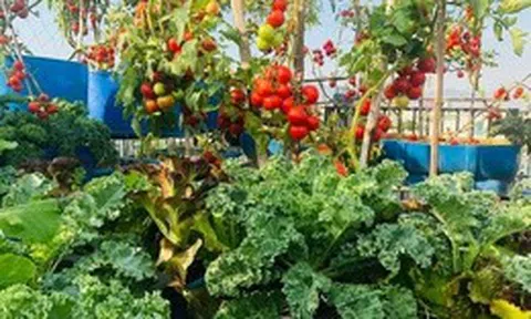 Ngỡ ngàng khu vườn hữu cơ 100m2 trên nóc nhà tầng 5: Dưa lưới, dâu tây trĩu quả giữa lòng Đà Nẵng