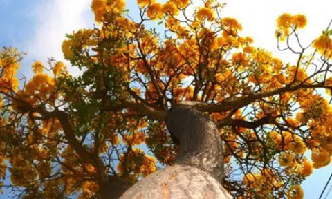 Sắc hoa phong linh "nhuộm vàng" tuyến phố ở Vũng Tàu, du khách rủ nhau check-in