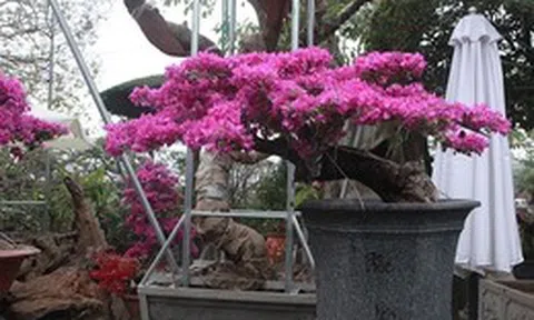 4 niềm vui, 3 nỗi sợ khi chơi hoa giấy