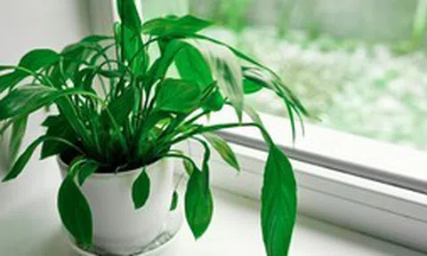 4 loại cây rất hợp cho người trên 40 tuổi: Trồng trong nhà hay ngoài sân đều có lợi