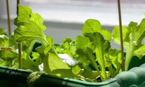 3 loại cây rất hợp với người U50: Biết trồng thì thể chất và tinh thần tốt lên trông thấy