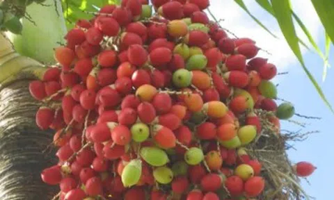 Loại quả xưa rụng đầy không ai ăn, nay làm thành đặc sản có hương vị lạ, chị em đua nhau săn lùng