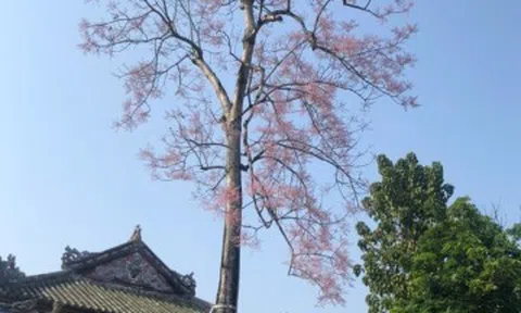 "Tọa độ" hoa ngô đồng xứ Huế: Ngoài Đại nội còn góc cây ở công viên ngát xanh