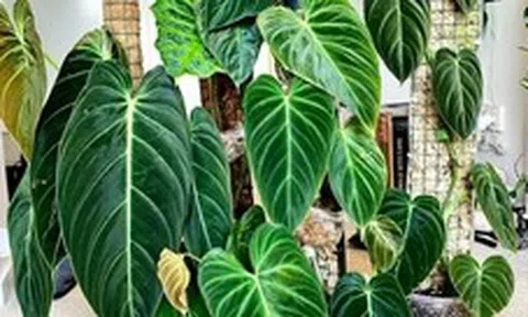 Gia đình khá giả chuộng trồng nhất 4 loài cây này: Cành khỏe, lá đẹp, dáng sang, nhìn là biết chủ nhân "có gu"