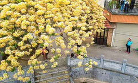 Hoa bún bung nở, phủ vàng góc trời Hà Nội