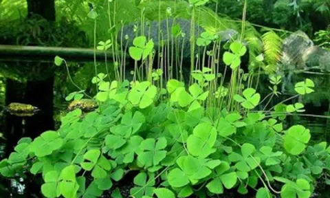 Cây dại mọc bờ mương có tên rất lạ, nay thành món ăn đặc sản có hương vị đặc biệt, dân thành phố thích mê