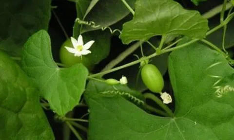 Loại quả xưa không ai ngó ngàng, nay thành đặc sản có hương vị đặc biệt, dân thành phố "săn lùng" khắp nơi