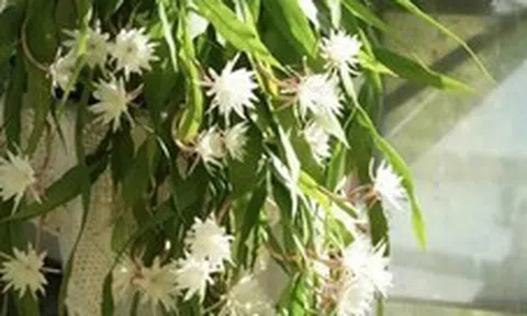 Ông bà căn dặn: "Cây hợp nhà thì lộc tụ, người yên, con cháu hưởng phúc" - 6 loài cây tốt nên trồng ngay