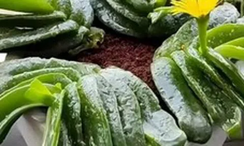 Phong thủy sư nói: 3 cây "độc đáo" nhưng nên trồng trong nhà, trấn trạch hút tài, xua đuổi tà khí