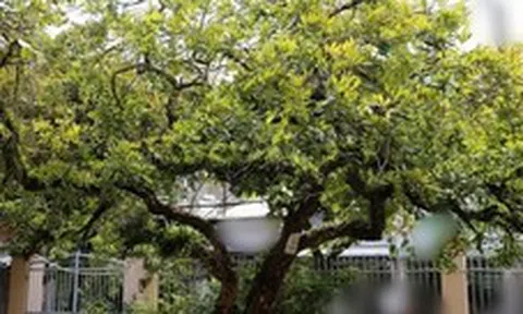 Không phải mê tín: Trong nhà có 6 loài cây này, càng trồng càng may mắn, bảo sao người giàu thích mê