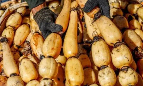 Loại củ giá chỉ 30.000 đồng/kg, được ví là “nhân sâm dưới nước” bán đầy ngoài chợ, nấu món nào cũng ngon