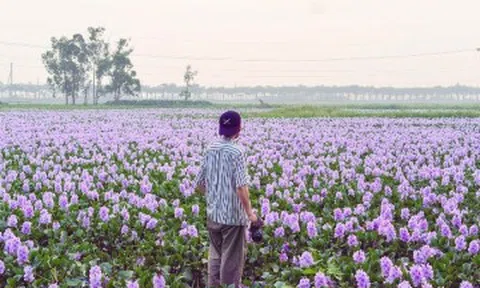 Hoa lục bình ở ngoại ô Hà Nội nở rộ, khách đi 16km tới chụp ảnh, đón hoàng hôn