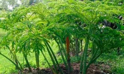 Cây dại ở bờ mương xưa ít người biết, nay thành đặc sản khoái khẩu có hương vị đặc biệt, dân thành phố thích mê