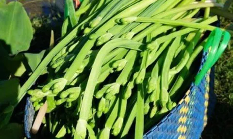 Loại rau dại giá 100.000 đồng/kg xưa không ai ăn, bỗng chốc được dân thành phố “săn lùng” vì ngon và sạch