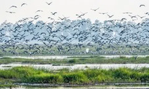 Hiện tượng lạ: Hàng ngàn chim hoang dã ùn ùn kéo về, che kín bầu trời Vườn Quốc gia sau 20 năm