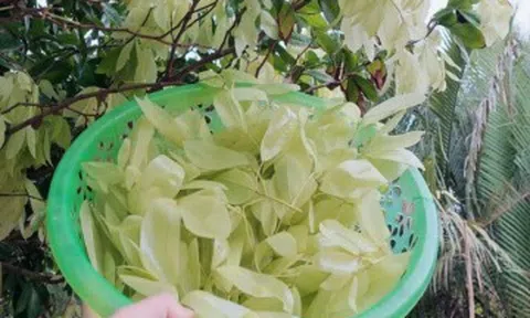Loại cây lá rụng đầy không ai nhặt lại là đặc sản chỉ có ở miền Tây, giá 90.000 đồng/kg, người thành phố muốn mua không...