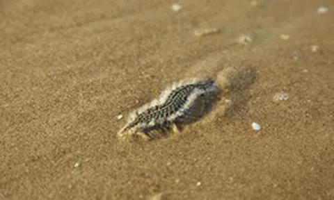 Đi biển Vũng Tàu mùa này, du khách lưu ý!