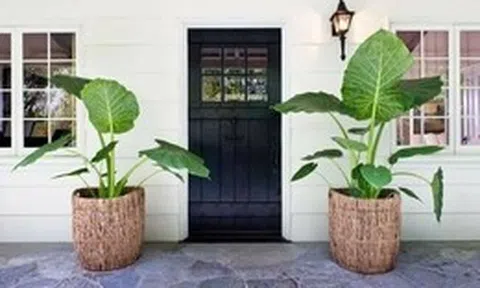 Không phải mê tín, giờ mới biết vì sao nhà giàu thường đặt 2 chậu cây ở cửa ra vào