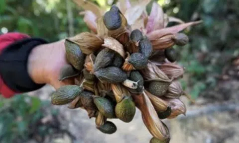 “Lộc trời” 4 năm mới có một lần, được coi như đặc sản thành phố, càng hè càng đắt khách dù giá đắt đỏ