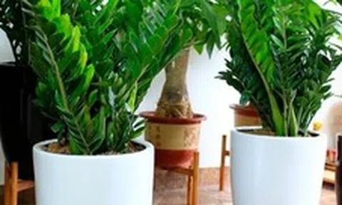 Lời khuyên đến những gia đình đang trồng kim tiền