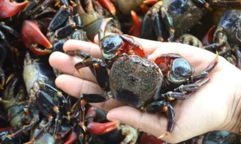 Con này trước cho không ai ăn, giờ là đặc sản được săn lùng, thịt ngon hơn cả cua ghẹ, giá 80.000 đồng/kg