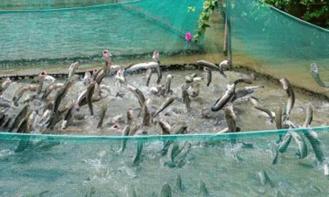 Địa điểm du lịch miền Nam dịp 30/4-1/5 đẹp, hái quả mọc chi chít, ăn hải sản rẻ