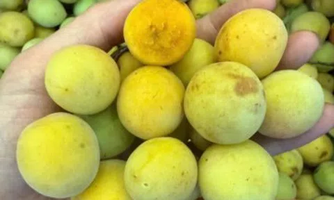 Mùa mơ má đào Mộc Châu: Bí quyết ngâm mơ ngon, không nổi váng, giải nhiệt cả mùa hè