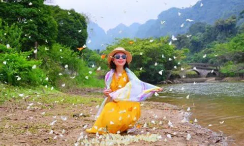 Du khách đổ xô vào rừng "săn bướm", check-in cùng cây ráy "khổng lồ" ở Ninh Bình