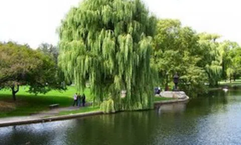 8 loại cây không nên trồng trước nhà, tránh rước xui xẻo, mất lộc