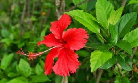 Loại cây trồng làm hàng rào tưởng không ăn được, đem nấu canh thành đặc sản chỉ có ở Ninh Bình