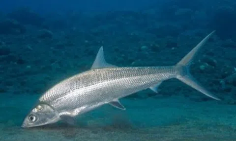 Loại cá vừa đẹp vừa ngon, là đặc sản nổi tiếng nhưng hiếm có khó tìm, muốn mua phải đặt trước, 300.000 đồng/kg