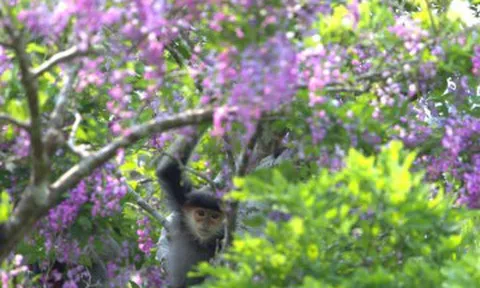 Sắc tím hoa thàn mát phủ kín bán đảo Sơn Trà, hút khách check-in