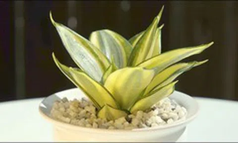 5 kiểu người hợp trồng cây lưỡi hổ nhất