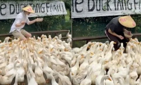 Clip du khách Tây chăn vịt theo nhạc ở Quảng Trị khiến dân mạng cười bò