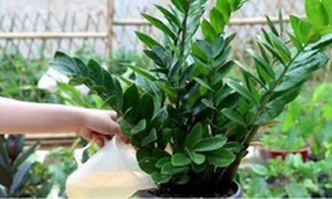 6 sai lầm khi trồng cây kim tiền khiến cây nhanh tàn, tài lộc khó tụ