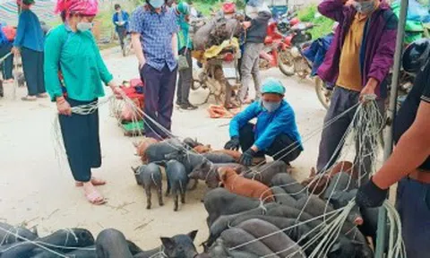 Phiên chợ độc nhất ở Lào Cai nằm giữa “lưng trời”, bán toàn đồ lạ khó nơi nào có
