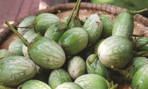 Loại quả xưa rụng đầy đường không ai nhặt, nay thành đặc sản nổi tiếng nơi núi rừng Tây Nguyên