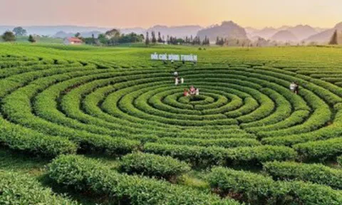 Ngắm những đồi chè tuyệt đẹp dưới chân đèo Pha Đin