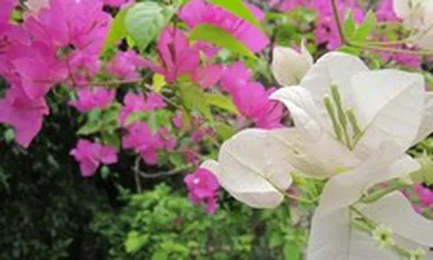 Lời khuyên chân thành đến những gia đình đang trồng cây hoa giấy