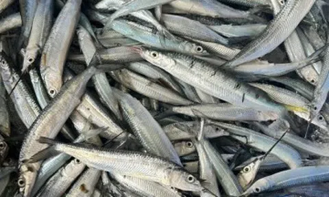 Loài cá mang tên nghe như đang “hờn cả thế giới”, là đặc sản Lâm Đồng hiếm có, ngư dân bắt được thường ăn ngay chứ không...