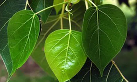 Đừng trồng trước nhà 3 loại cây này: Dễ 'tụ khí xấu', chặn tài lộc