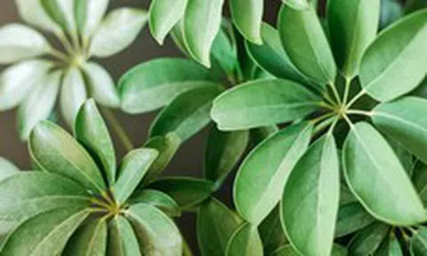 3 loại cây người giàu thường chọn trồng trong nhà để "gác cửa, giữ tiền, chặn xui"