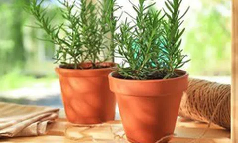 5 loại cây cảnh mà người trên 40 tuổi nên trồng để tăng cường sức khỏe, gia đình thêm thịnh vượng